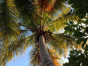 The view from my hammock