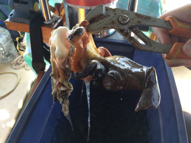 the conch - freshly pried from its shell