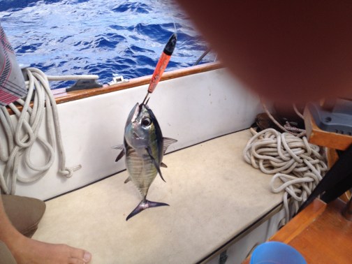 Black fin tuna  - caught just before leaving the Gulf Stream